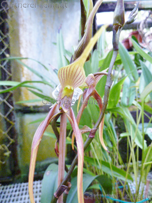 Bulbophyllum sulavesii