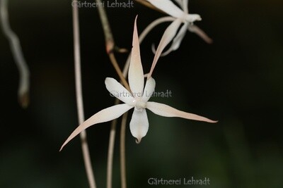 Aerangis distincta Aerangis distincta