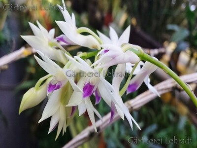 Dendrobium amethystoglossum (Schaupflanzen) Dendrobium amethystoglossum (Schaupflanzen)