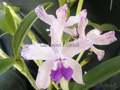Cattleya amethystoglossa