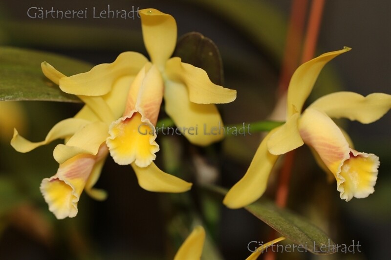 Cattleya luteola