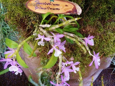 Dendrobium primulinum Dendrobium primulinum