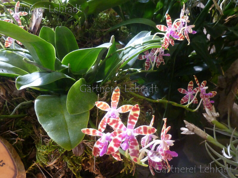Phalaenopsis mariae x Phal. fasciata