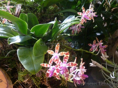 Phalaenopsis mariae x Phal. fasciata Phalaenopsis mariae x Phal. fasciata