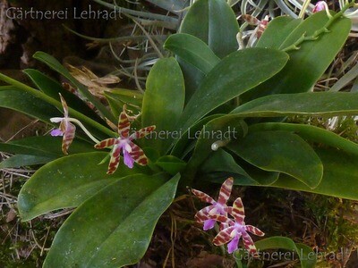 Novosibirskda yashirin kamera porno