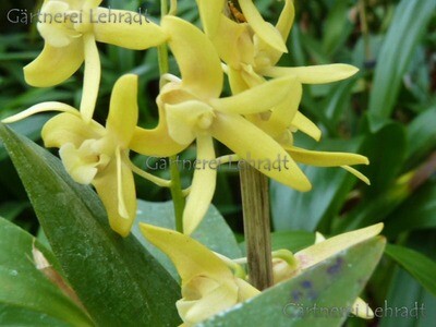 Dendrobium adae Dendrobium adae