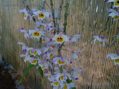 Dendrobium wardianum