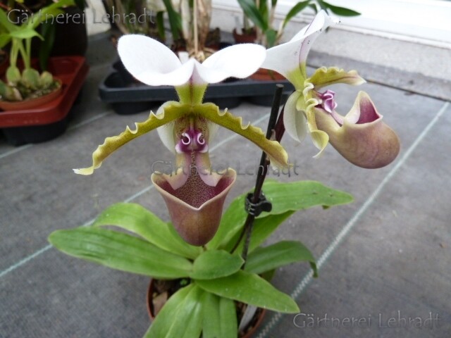 Paphiopedilum spicerianum