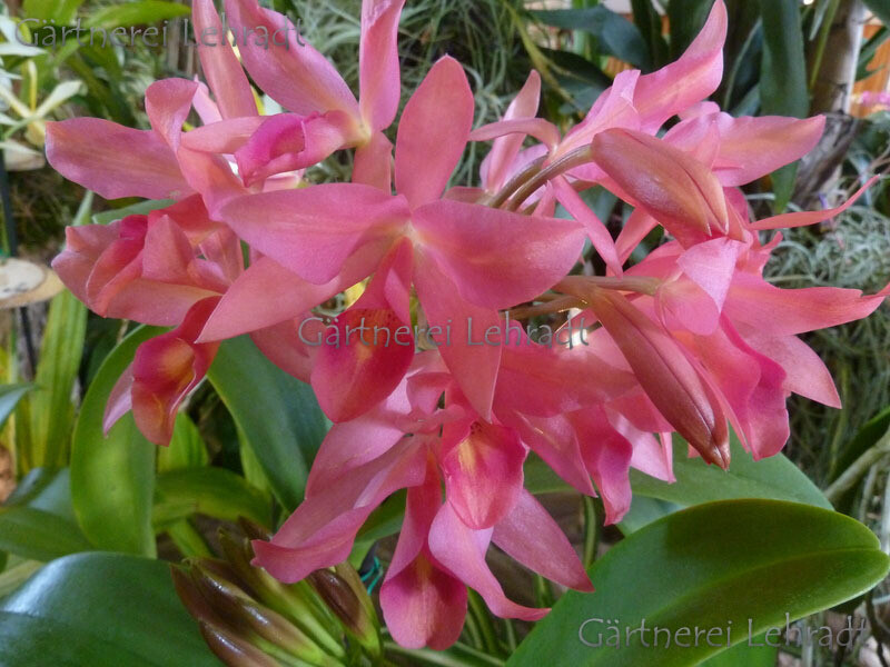 Cattleya guatemalensis