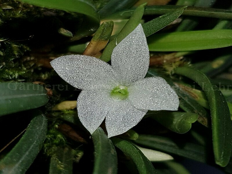 Ceratostylis pristina