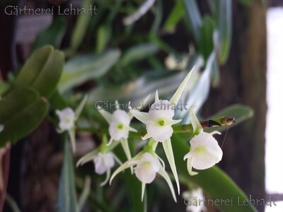 Oeniella polystachys