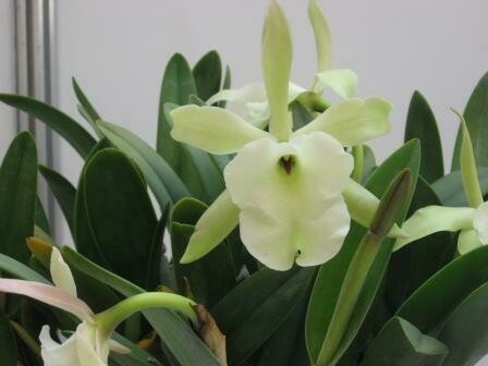 Brassavola glauca Brassavola glauca