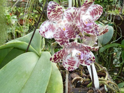 Phalaenopsis gigantea