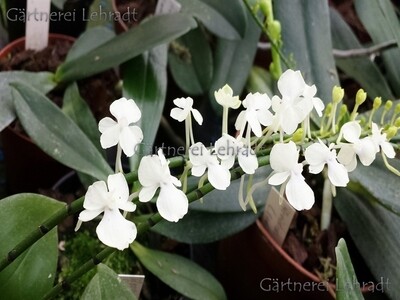 Aerangis citrata