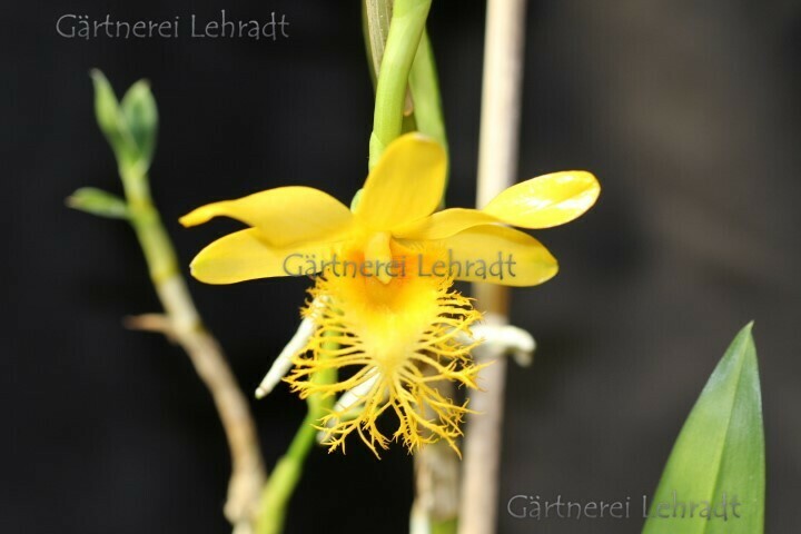 Dendrobium brymerianum