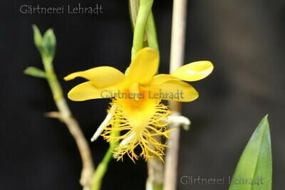 Dendrobium brymerianum