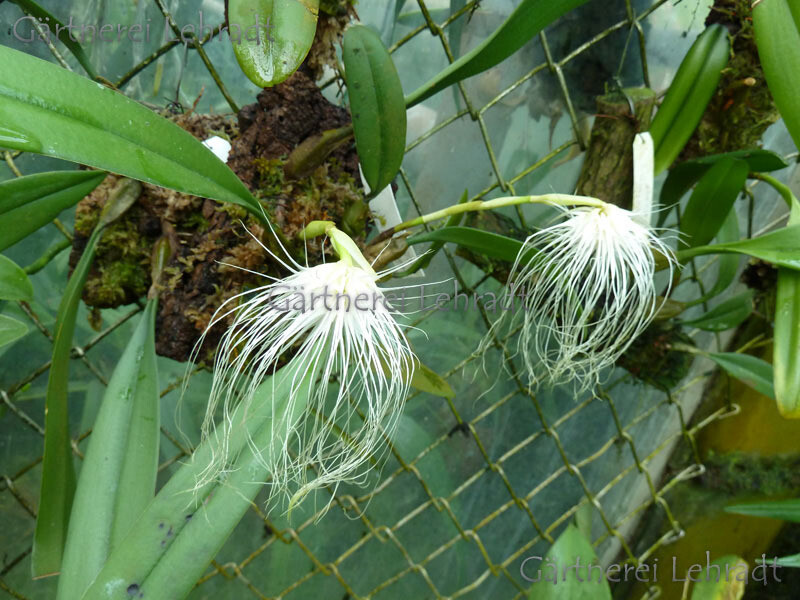 Bulbophyllum medusae Bulbophyllum medusae