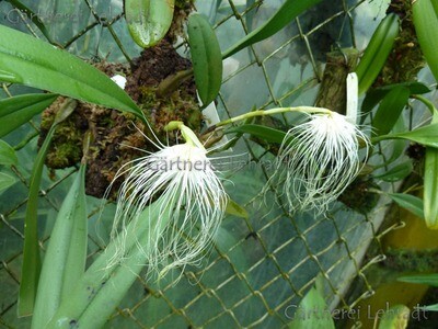 Bulbophyllum medusae Bulbophyllum medusae