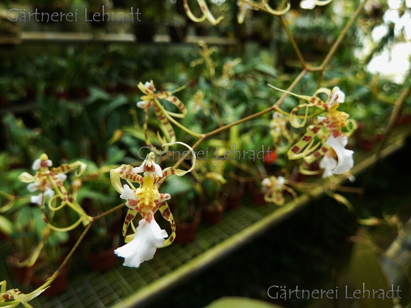 Oncidium phymatochilum