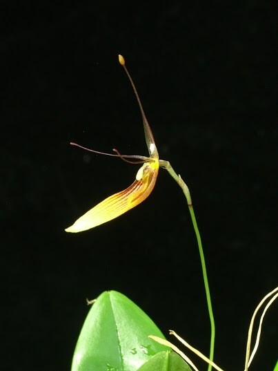 Restrepia antennifera