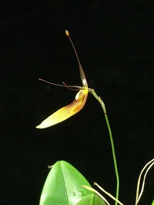 Restrepia antennifera Restrepia antennifera