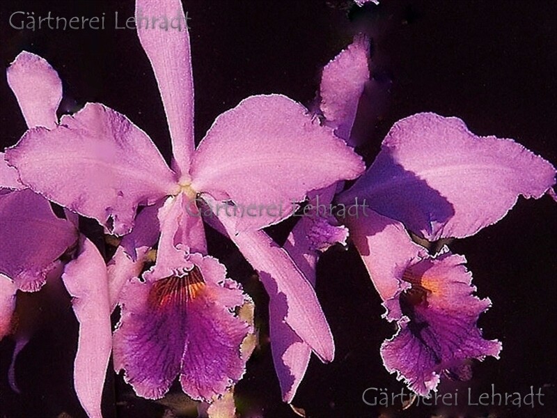 Cattleya jenmanii