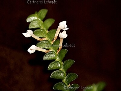 Angraecum distichum