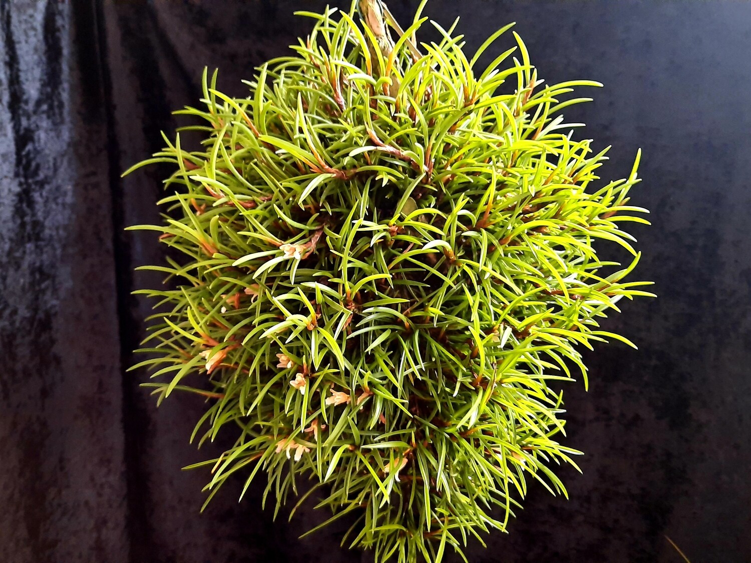 Maxillaria uncata Maxillaria uncata