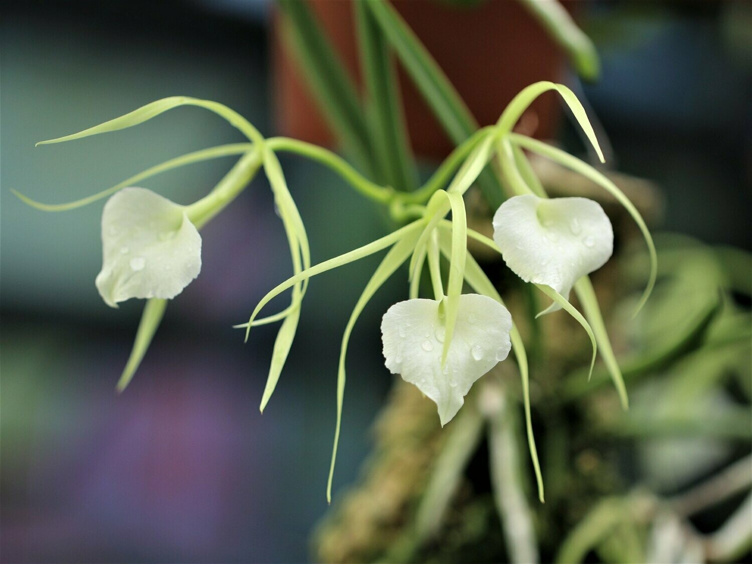 Brassavola nodosa ,Panama Soiree'
