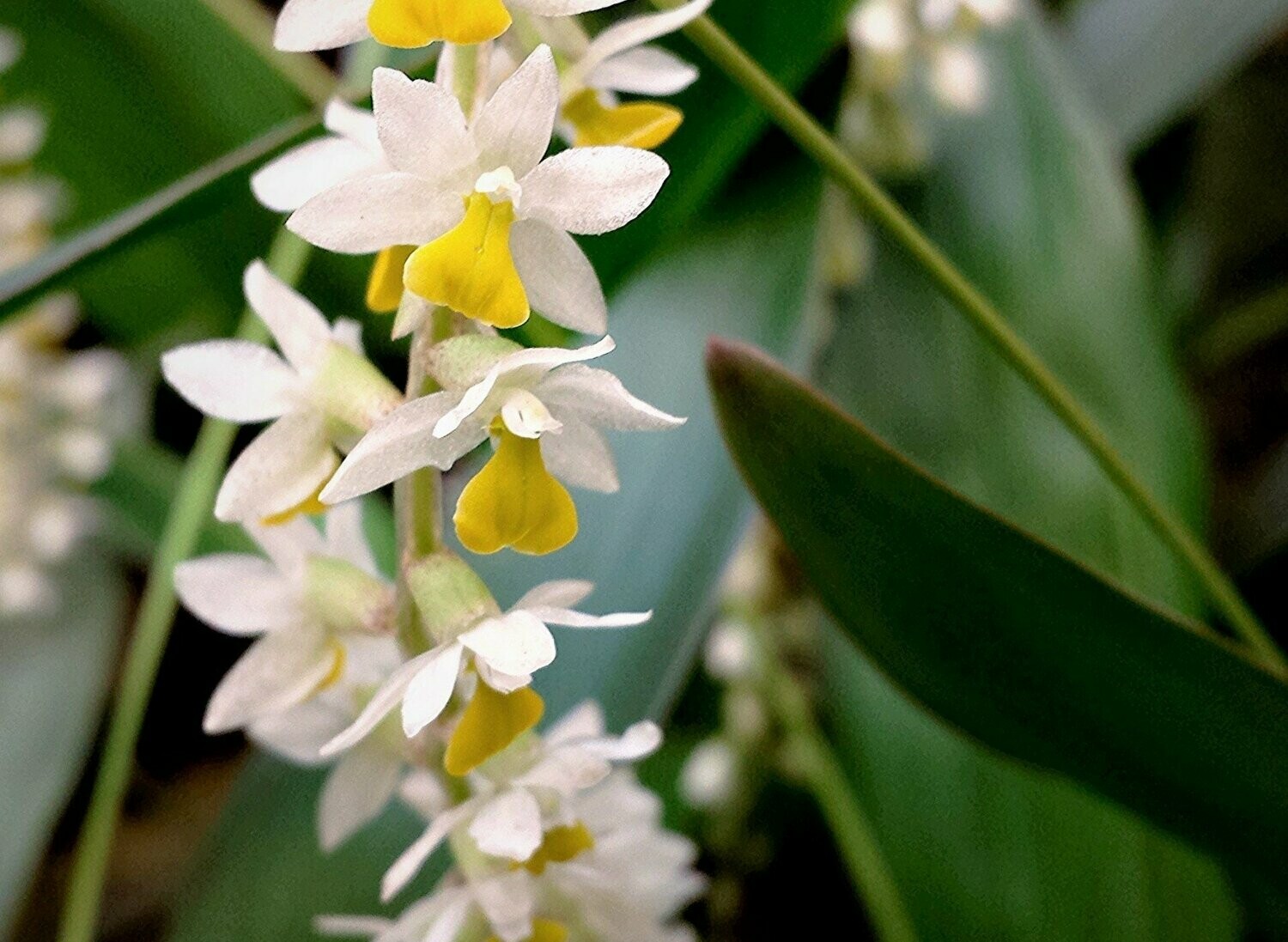 Dendrochilum cobbianum