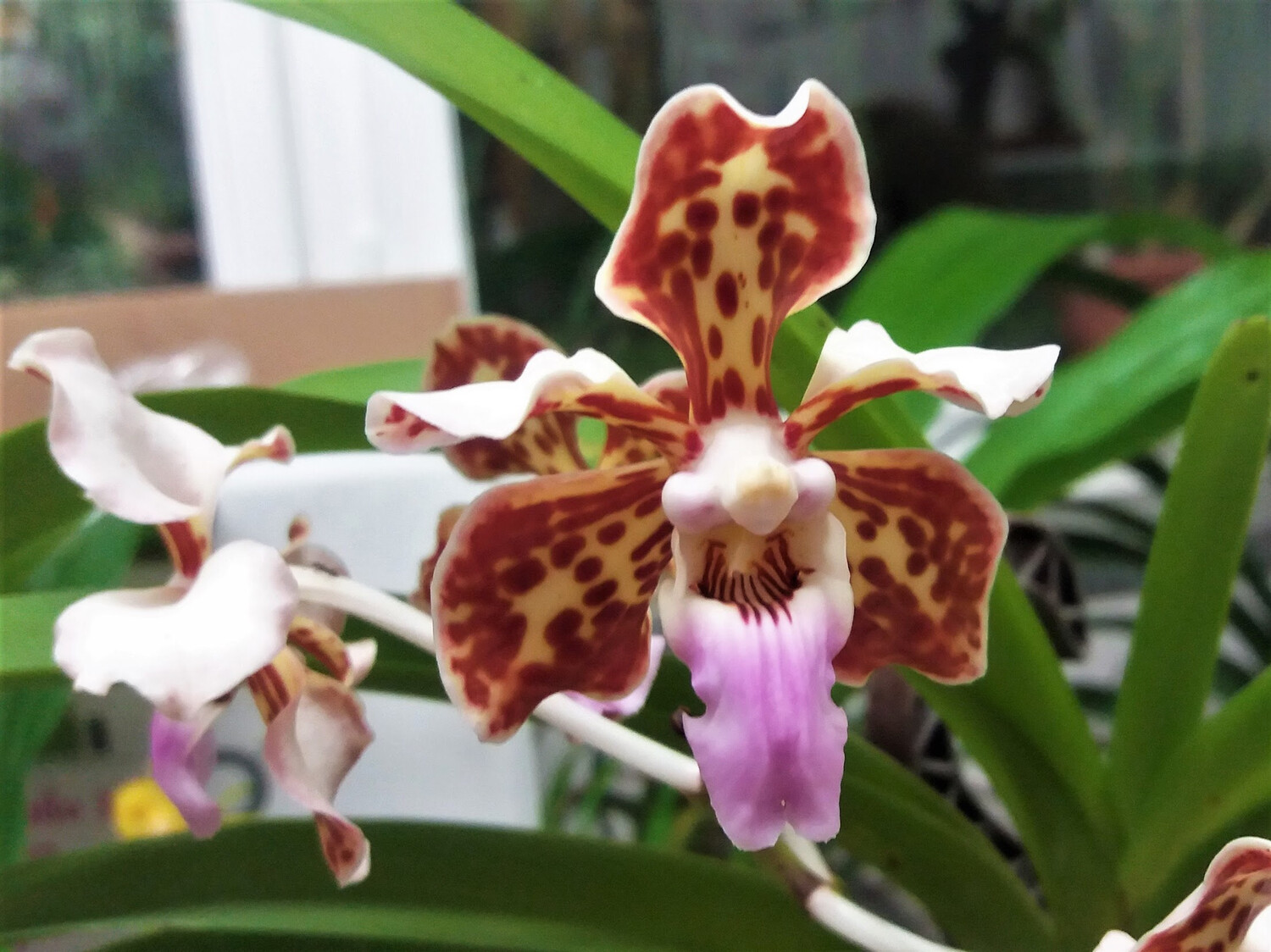 Vanda tricolor