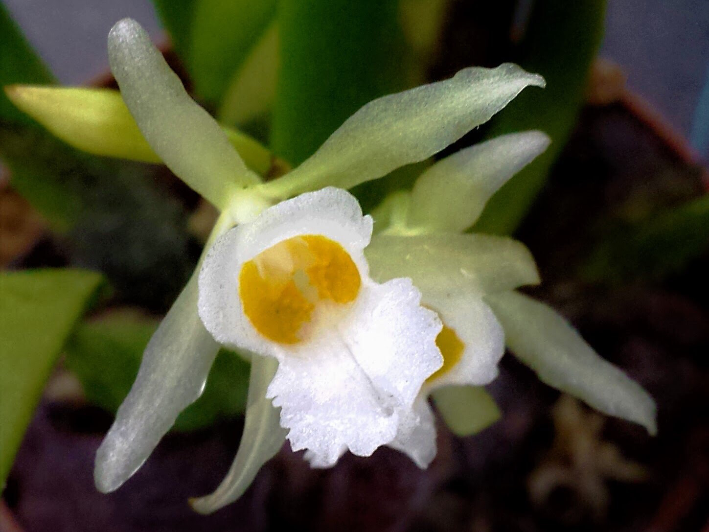 Trichopilia oicophyllax