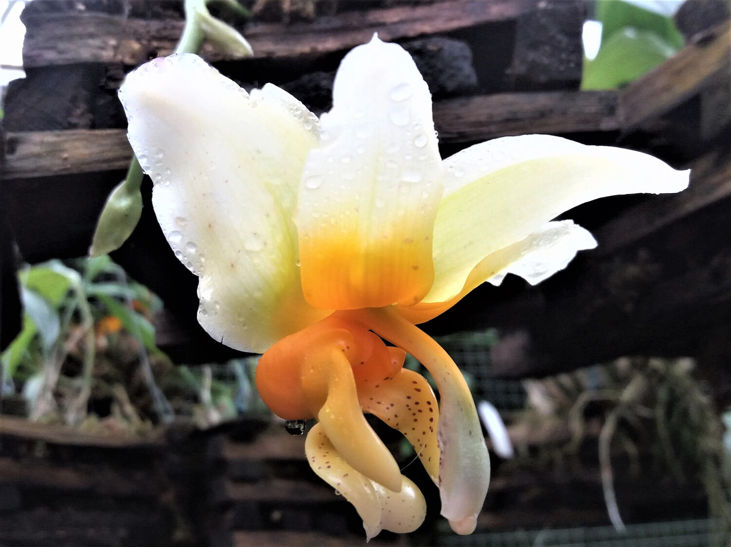 Stanhopea radiosa