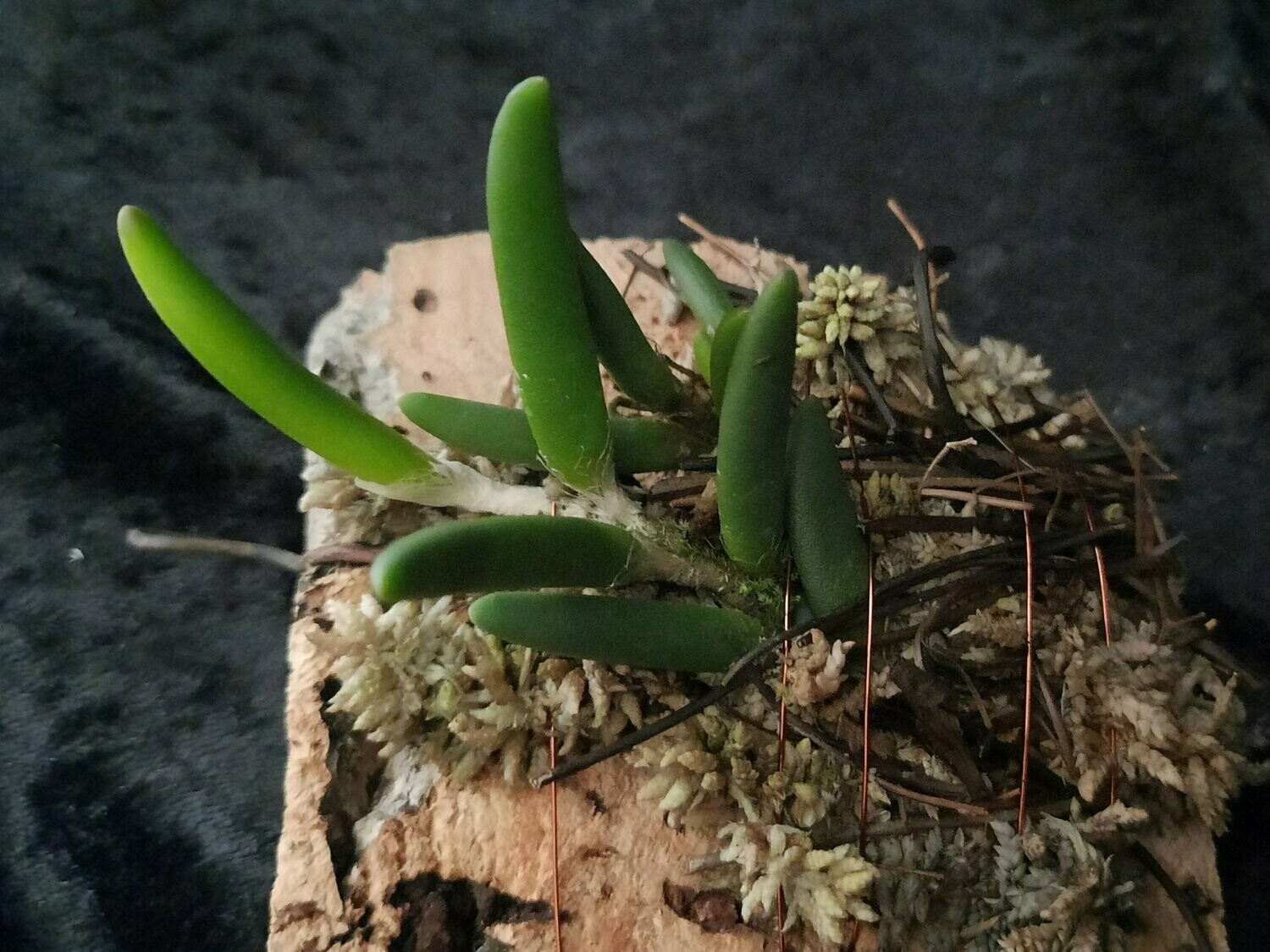 Dendrobium prenticei