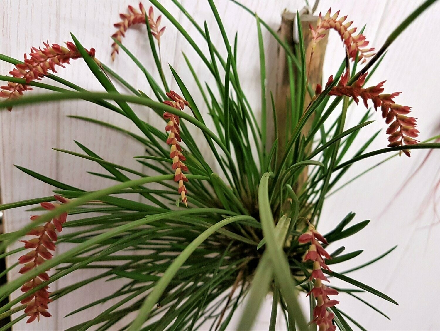 Dendrochilum wenzelii