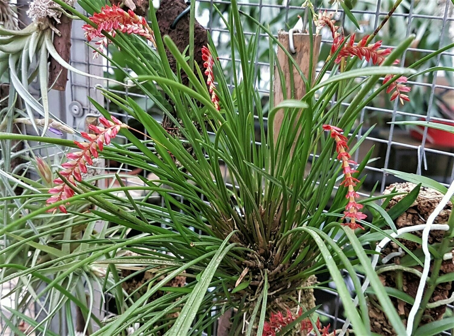 Dendrochilum wenzelii Dendrochilum wenzelii