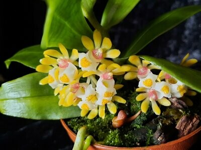 Gastrochilus japonicus