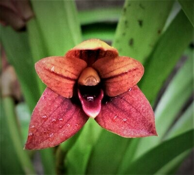 Maxillaria elatior