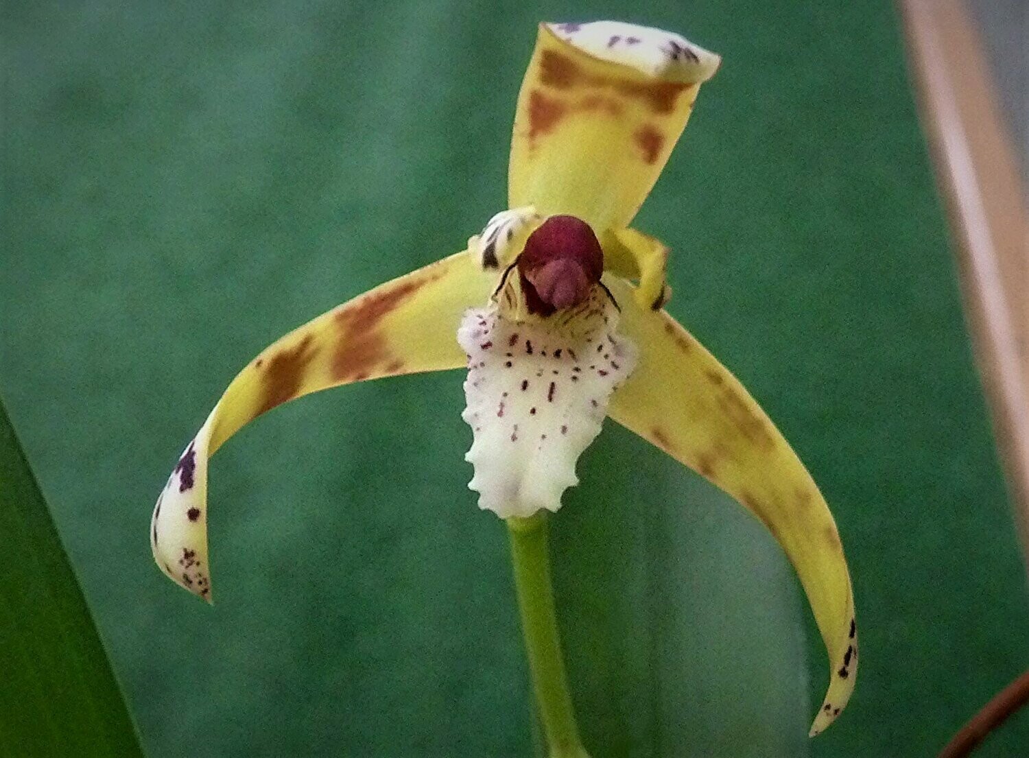 Maxillaria picta