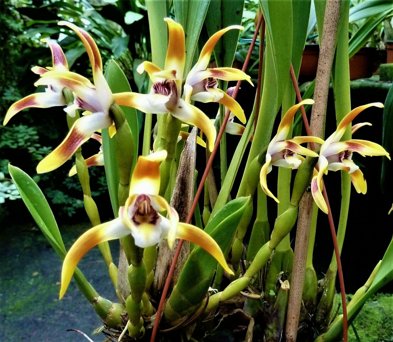 Maxillaria callichroma