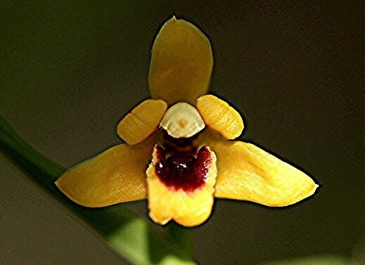 Maxillaria variabilis (gelb) Maxillaria variabilis (gelb)