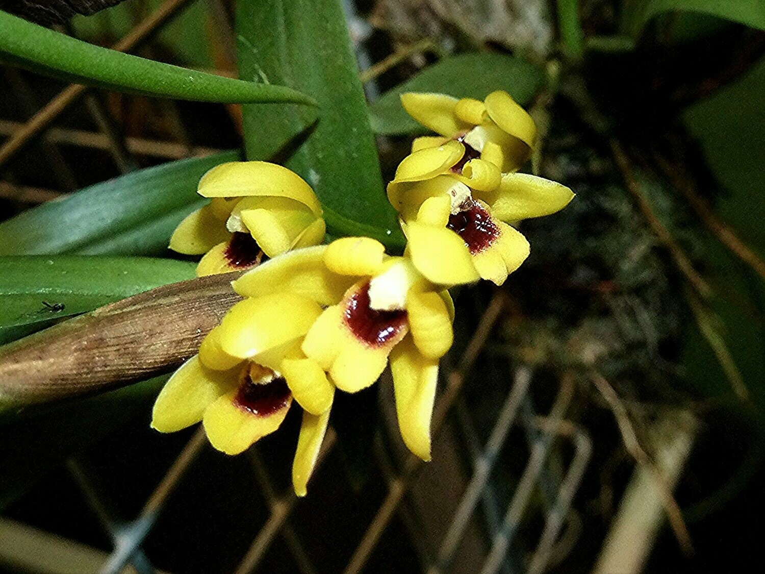 Maxillaria variabilis (gelb)