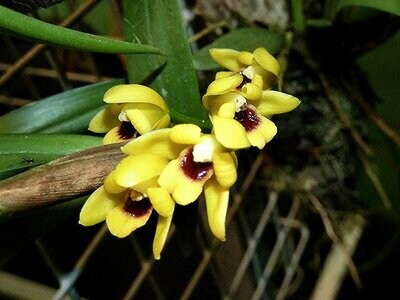 Maxillaria variabilis (gelb)