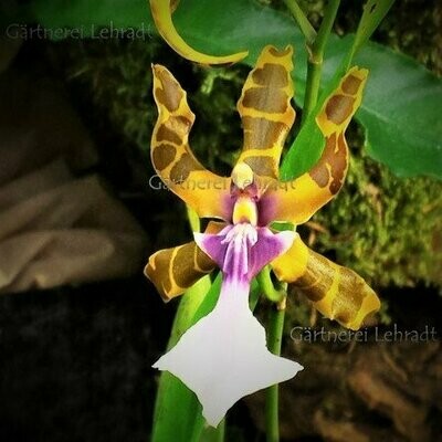 Miltonia clowesii