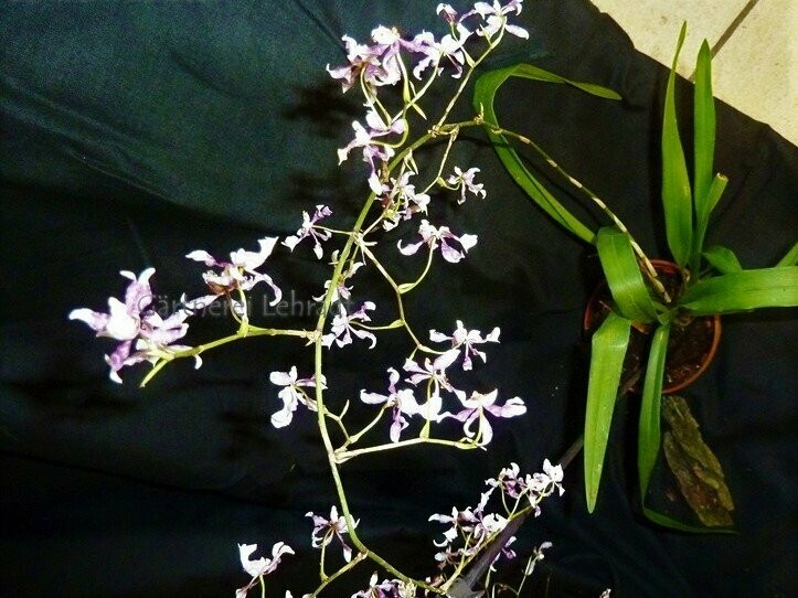 Oncidium incurvum