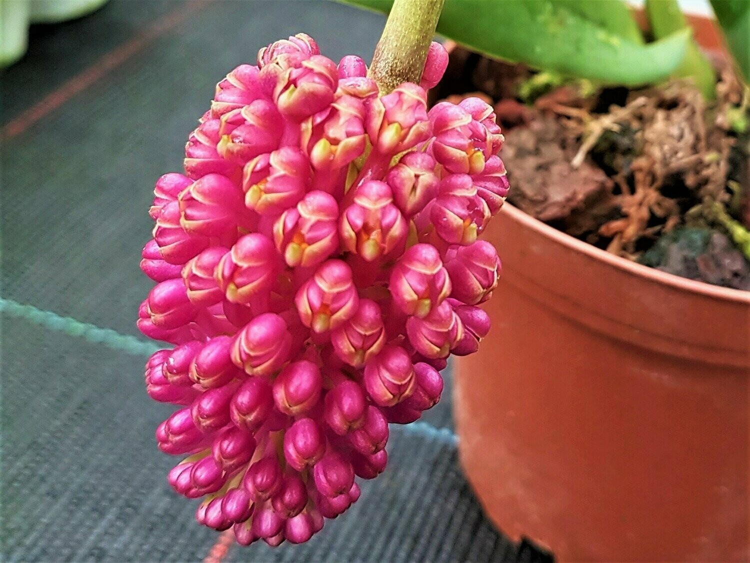 Robiquetia red