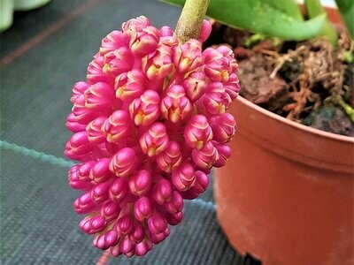Robiquetia red