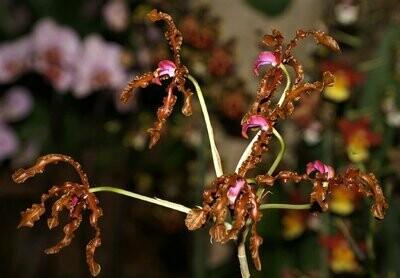 Schomburgkia lueddemannii
