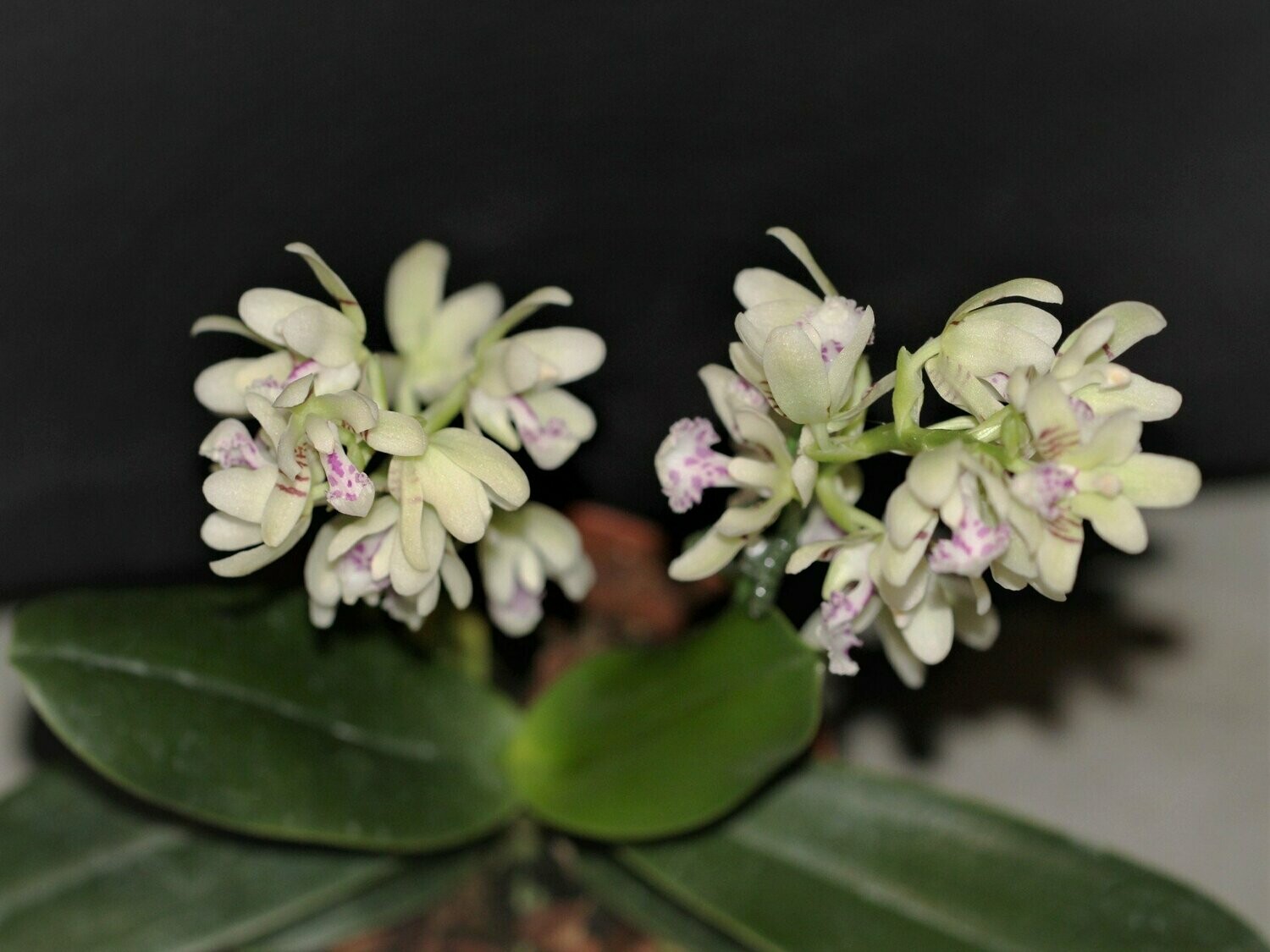 Sedirea japonica Sedirea japonica