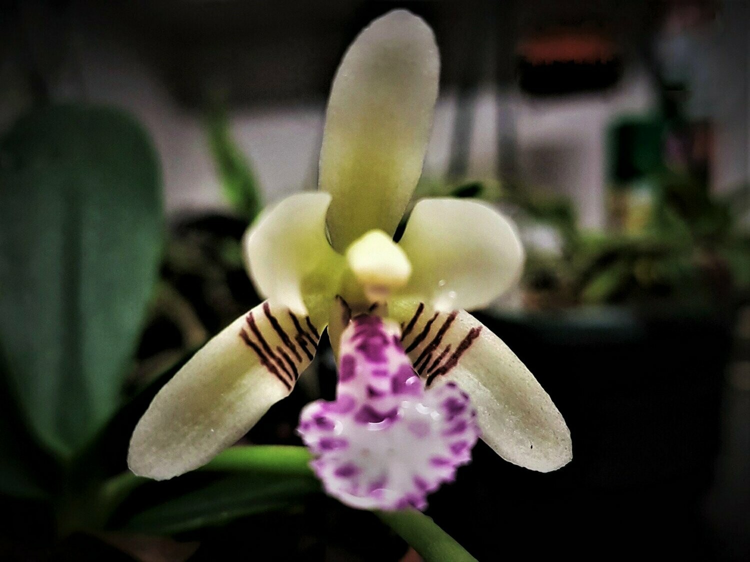 Sedirea japonica